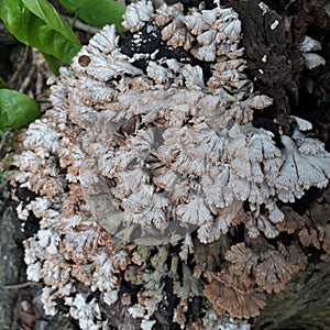 fungus, plural fungi, any of about 144,000 known species of organisms of the kingdom Fungi